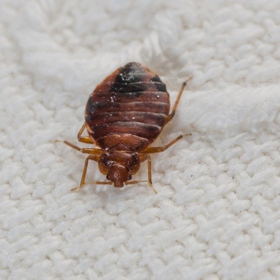 Bed Bugs, Pest Control in Epsom, Horton, Longmead, KT19. Call Now! 020 8166 9746