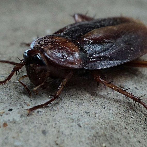 Cockroaches, Pest Control in Epsom, Horton, Longmead, KT19. Call Now! 020 8166 9746
