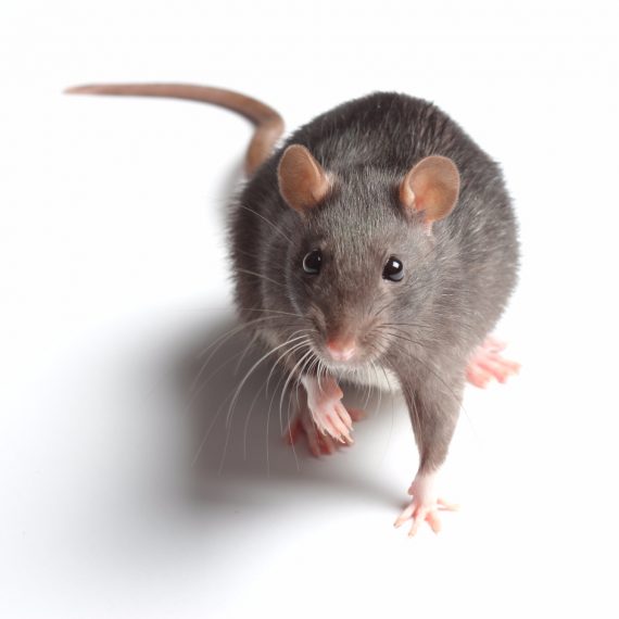 Rats, Pest Control in Epsom, Horton, Longmead, KT19. Call Now! 020 8166 9746