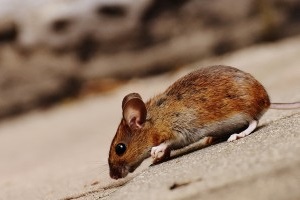 Mouse extermination, Pest Control in Epsom, Horton, Longmead, KT19. Call Now 020 8166 9746
