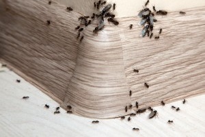 Ant Control, Pest Control in Epsom, Horton, Longmead, KT19. Call Now 020 8166 9746