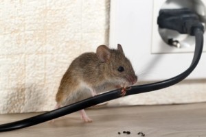 Mice Control, Pest Control in Epsom, Horton, Longmead, KT19. Call Now 020 8166 9746