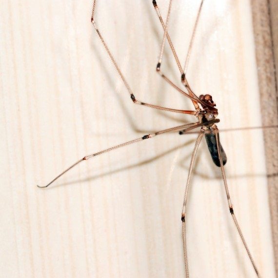 Spiders, Pest Control in Epsom, Horton, Longmead, KT19. Call Now! 020 8166 9746