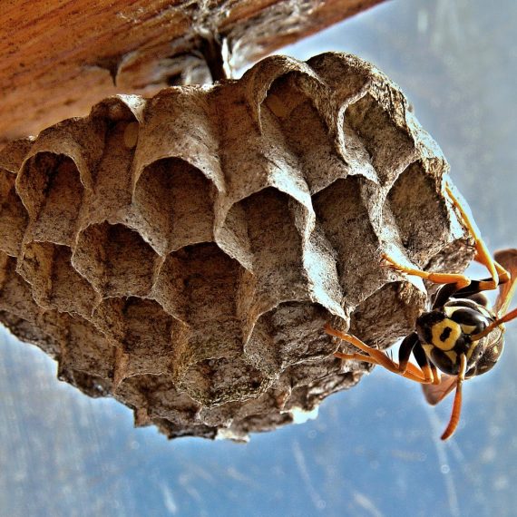 Wasps Nest, Pest Control in Epsom, Horton, Longmead, KT19. Call Now! 020 8166 9746