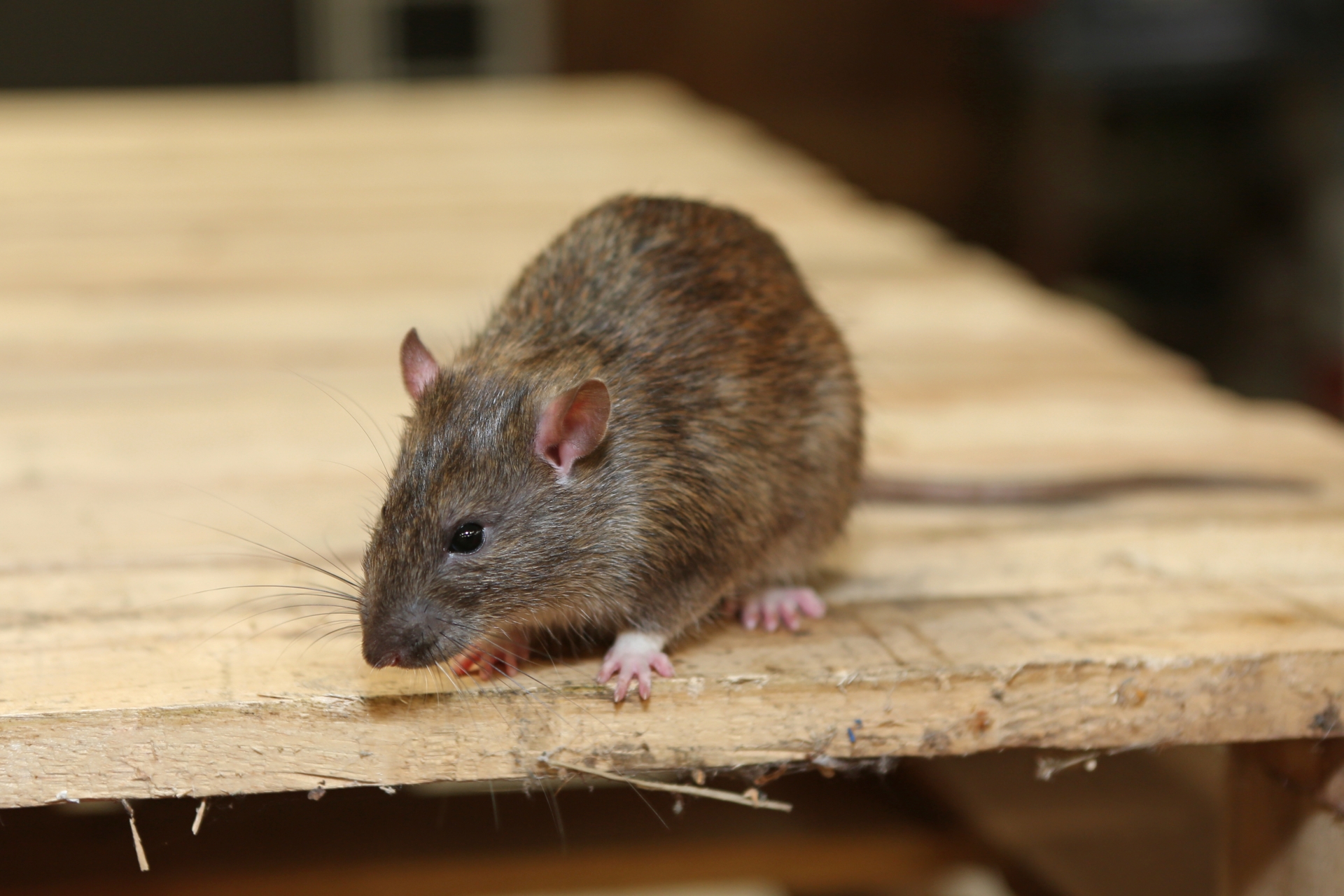 Rat Infestation, Pest Control in Epsom, Horton, Longmead, KT19. Call Now 020 8166 9746